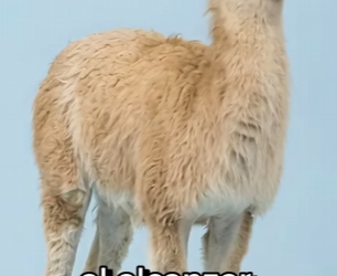 Y2301003 Camello + Llama (Parte 2)