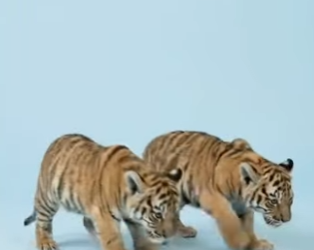 Y2301001 Que pasaría si cruzas un León y una tigresa (Parte 2)