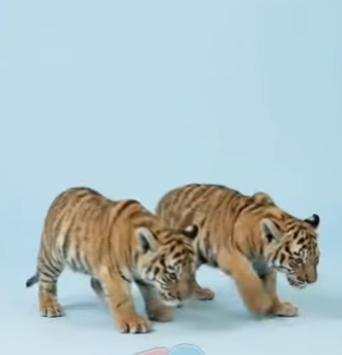 Y2301001 Que pasaría si cruzas un León y una tigresa (Parte 2)