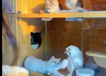 L2301007 Del peligro a manos amables (Parte 2)