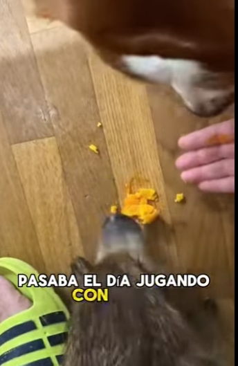 L2301001 Cada vida merece una segunda oportunidad (Parte 2)