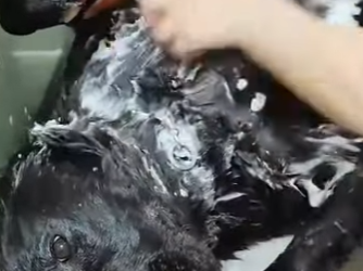 L2301005 Un pequeno rescate, un gran milagro (Parte 2)