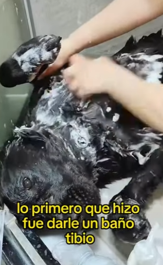 L2301005 Un pequeno rescate, un gran milagro (Parte 2)