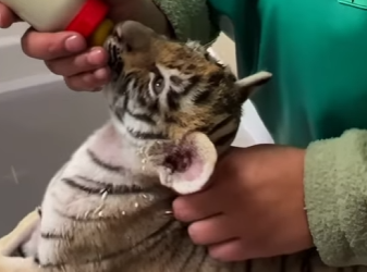 C2101004 tiny cub to pound tiger still sleeps his rescuer! (Part 2)