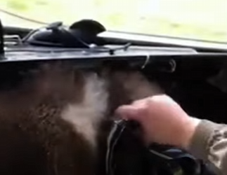 C2101003 Pilot Rescued same bear twice you won believe what happened (Part 2)