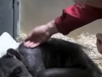 C2101006 Dying chimpanzee refuses food just to say goodbye to old friend (Part 2)