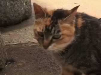 C2101009 Stray cat couple battles fisherman daily just to steal octopus (Part 2)