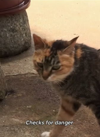 C2101009 Stray cat couple battles fisherman daily just to steal octopus (Part 2)