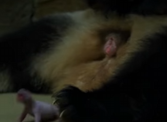 C2101007 Panda cubs are literally size of mouse!How adorable is (Part 2)