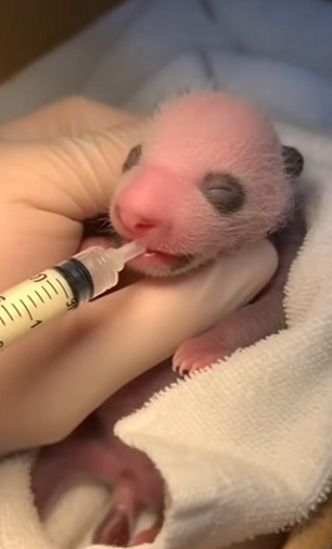 P2401010 Wild lives matter too (Part 2)