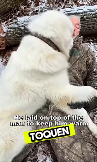 este perro es un verdadero héroe (Parte 2)