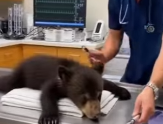 P2401002 Every wild heart deserves protection (Part 2)