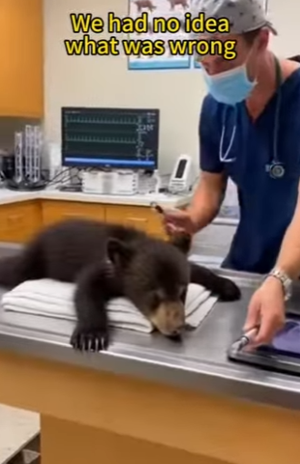 P2401002 Every wild heart deserves protection (Part 2)