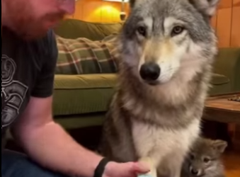 P2401006 Protecting those who cannot speak (Part 2)