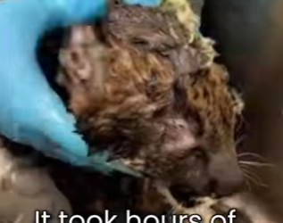 P2401007 A second chance in the wild (Part 2)