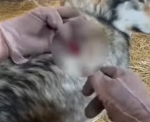 P2401008 Healing nature, one rescue at a time (Part 2)