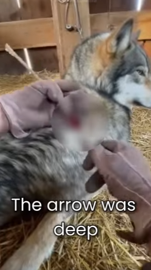 P2401008 Healing nature, one rescue at a time (Part 2)