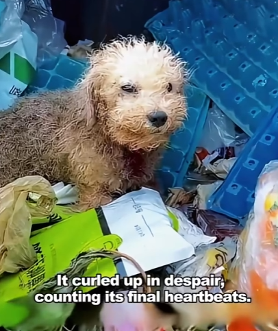 Where compassion leads, life follows (Part 2)