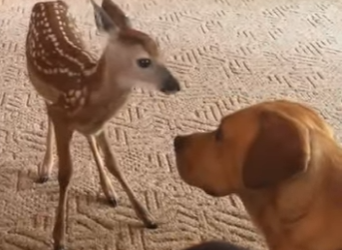 R2501004 Rescata al ciervo (Part 2)