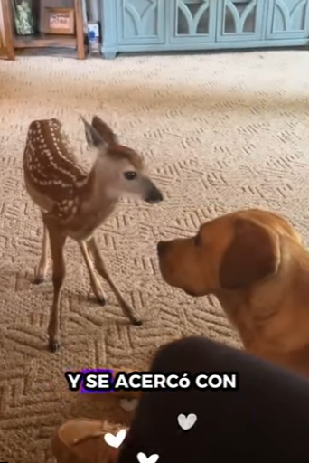 R2501004 Rescata al ciervo (Part 2)