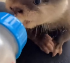 O2912018 When kayaking,an otter swam towards me then (Part 2)