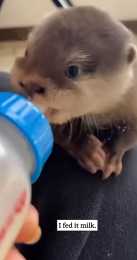 O2912018 When kayaking,an otter swam towards me then (Part 2)