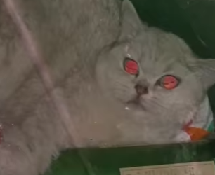 R2501003 Gatito rescatado (Part 2)