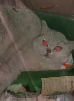 R2501003 Gatito rescatado (Part 2)