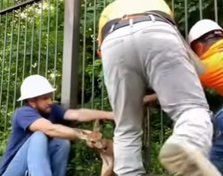 R2501007 Rescata al ciervo (Part 2)