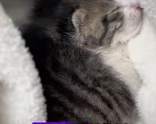 R2501002 rescatado Gatito (Part 2)