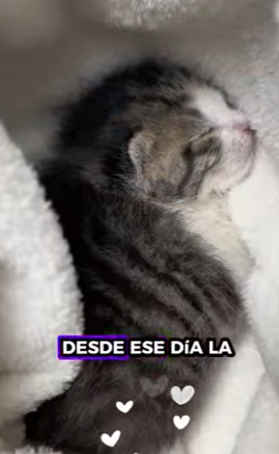 R2501002 rescatado Gatito (Part 2)