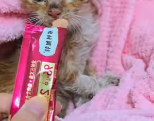 R2501005 Gatito rescatado (Part 2)