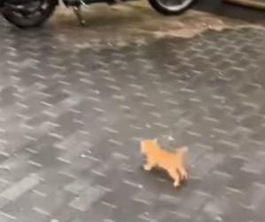 R2501006 Gatito rescatado (Part 2)