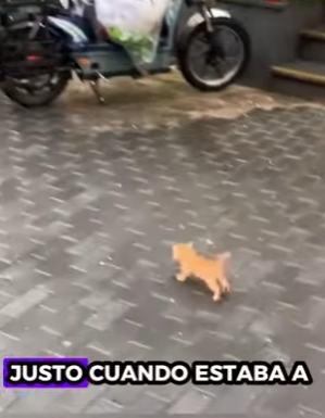 R2501006 Gatito rescatado (Part 2)