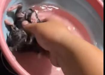 R2501001 Gatito rescatado (Part 2)