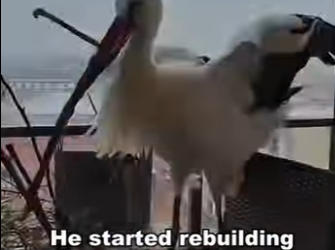 adopté estos huevos y esto paso después (Parte 2)