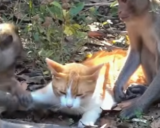 A2401005 Un pequeno rescate, un gran milagro (Parte 2)