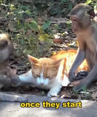 A2401005 Un pequeno rescate, un gran milagro (Parte 2)