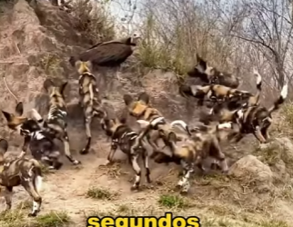 A2401007 Del peligro a manos amables (Parte 2)