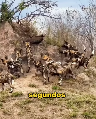 A2401007 Del peligro a manos amables (Parte 2)