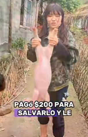 A2401012 Otra vida inocente salvada (Parte 2)