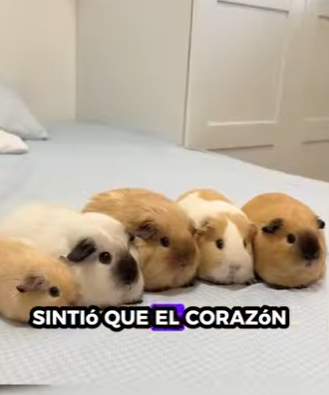 A2401001 Cada vida merece una segunda oportunidad (Parte 2)