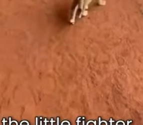 La madre lo atacaba y después sucedio algo increíble (Parte 2)