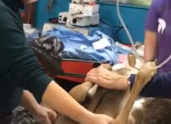 A2401003 La bondad puede salvar una vida (Parte 2)