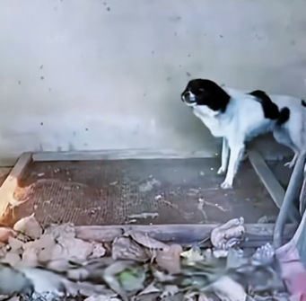 mother of stray dog took puppies to survive in wilderne (Part 2)