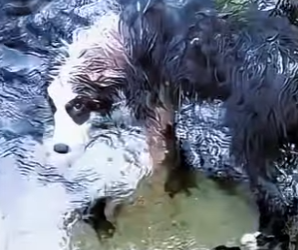 dog fell into deep pit, there was cliff in front of it (Part 2)