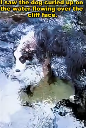 dog fell into deep pit, there was cliff in front of it (Part 2)