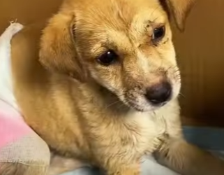 A2401011 Del dolor al cuidado y la paz (Parte 2)