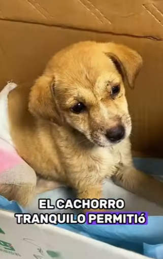 A2401011 Del dolor al cuidado y la paz (Parte 2)