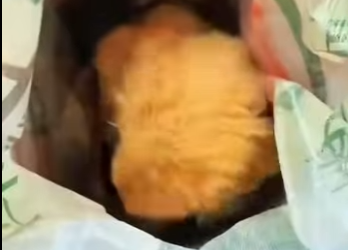 A2401014 Corazones amables salvan vidas (Parte 2)